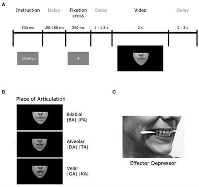 Electrophysiological Dynamics of Visual Speech Processing and the Role of Orofacial Effectors for Cross-Modal Predictions